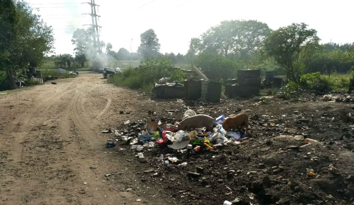 Viernes, de ma&ntilde;ana: chanchos comen de la basura que trajo un carro, con el corte de ruta detr&aacute;s (foto: El Entre R&iacute;os).