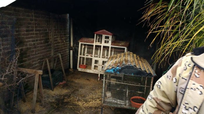 Entre jaulas y trampas fueron secuestrados unos 70 elementos.