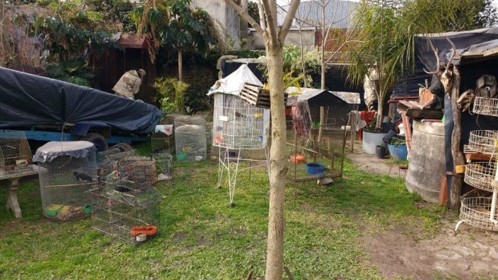 71 aves estaban en cautiverio, seg&uacute;n registr&oacute; la Polic&iacute;a de Federaci&oacute;n.