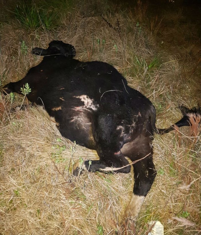 El toro, suelto en la autov&iacute;a, que fue chocado anoche.