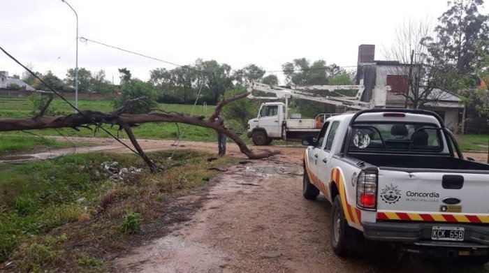 En otra zona de la ciudad, la Municipalidad tambi&eacute;n debi&oacute; retirar un &aacute;rbol que cay&oacute; con el temporal.