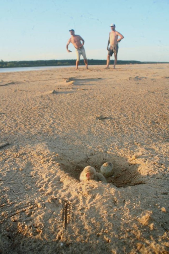 Una cancha de tejo invade el lugar de anidaci&oacute;n (Foto: Alfredo Ernst).