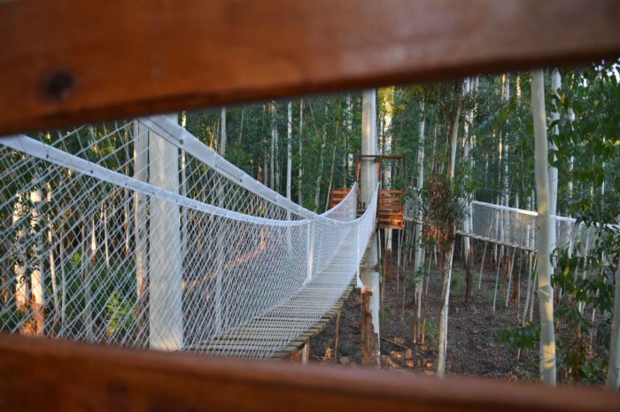 En total hay 6 puentes a&eacute;reos ubicados entre los &aacute;rboles de enorme altura.
