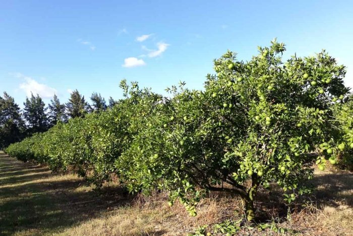 "Est&aacute;n quedando naranjas en las plantas" dijo Rodr&iacute;guez