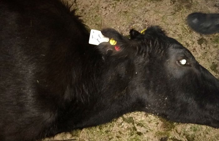 La vaca, lamentablemente, muri&oacute; a ra&iacute;z de la colisi&oacute;n.