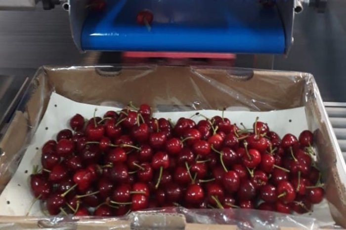 Por a&ntilde;o la empresa produce 3 millones de kilos de cerezas