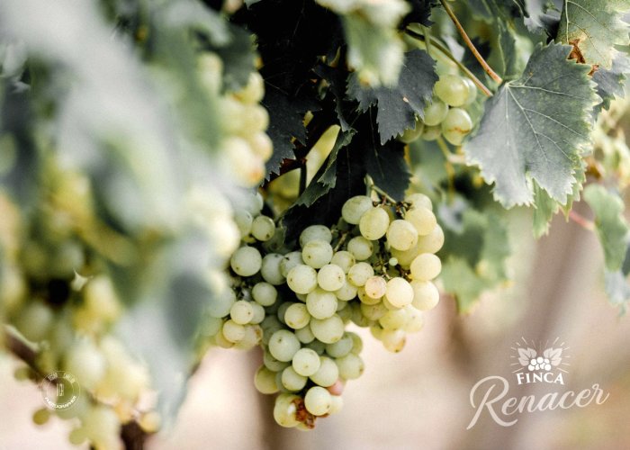 El Moscatel de Alejandr&iacute;a, la cepa blanca que se distingue en los vi&ntilde;edos ubicados en San Bonifacio.