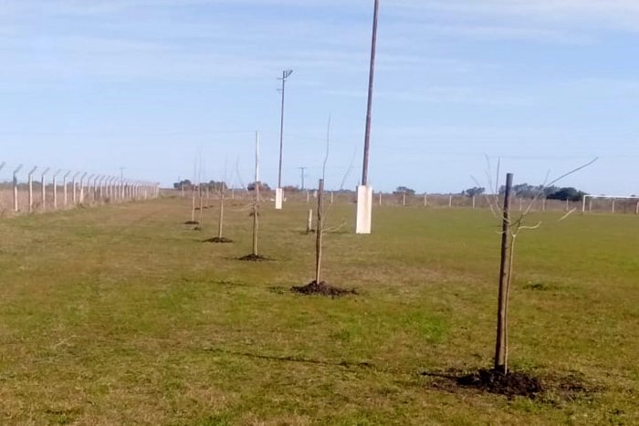 Cerco perimetral, forestaci&oacute;n e iluminaci&oacute;n del predio.