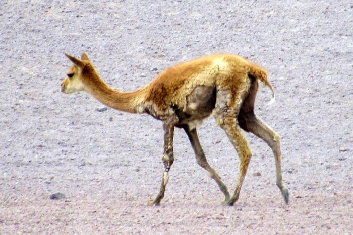 Vicu&ntilde;a con probable sarna en &aacute;rea protegida, Chile / CONAF.