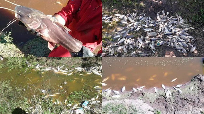 Im&aacute;genes tomadas en octubre pasado en arroyo El Cha&ntilde;ar