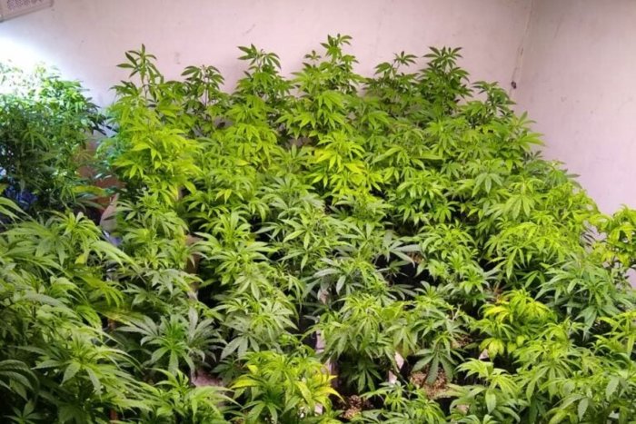 Parte del cultivo que representa la materia prima de la cooperativa La Entrerriana.