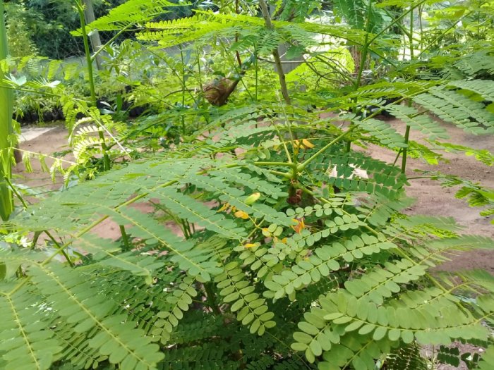 Las hojas del &aacute;rbol son peque&ntilde;as y se cuentan por miles.