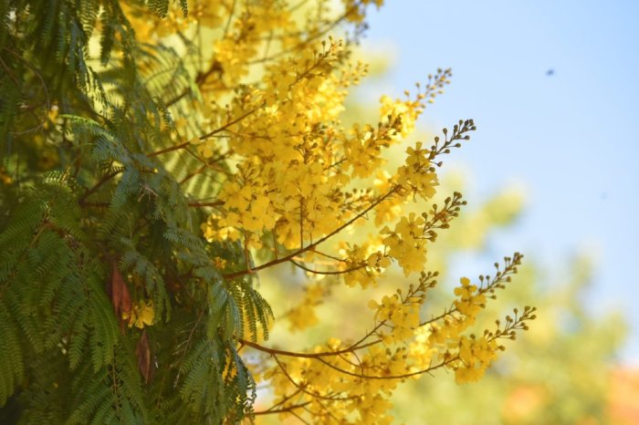 Otra instant&aacute;nea del &aacute;rbol florecido en la localidad del Departamento Col&oacute;n.