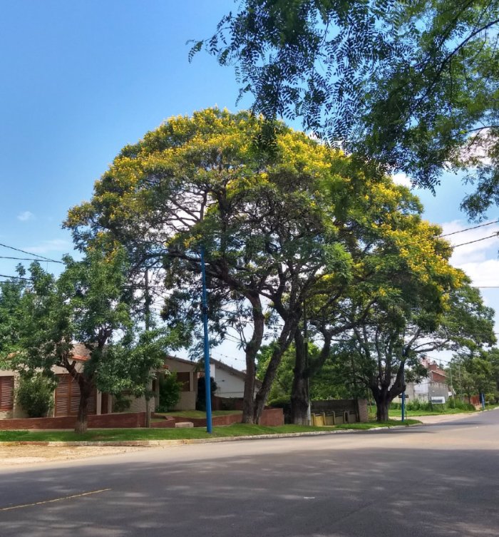 La avenida Gerardo Yoya tiene varios ejemplares, en Concordia.