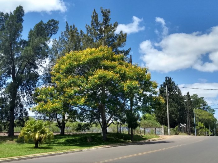 Otra m&aacute;s en la capital nacional del citrus: en el parque de la Hermita del Padre P&iacute;o.