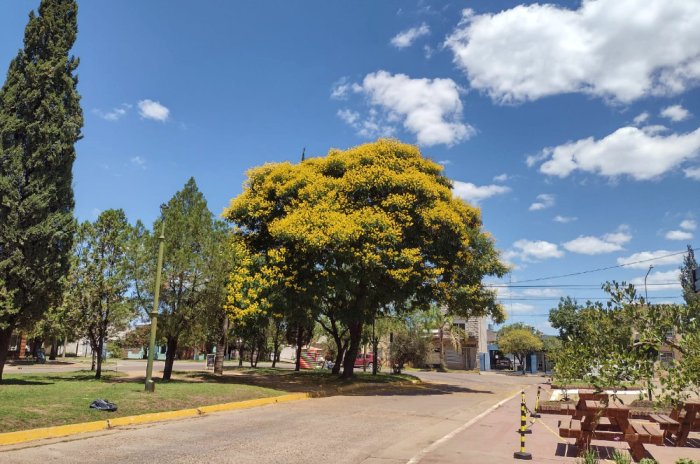 M&aacute;s im&aacute;genes desde Col&oacute;n con el ibirapit&aacute; florecido en enero.