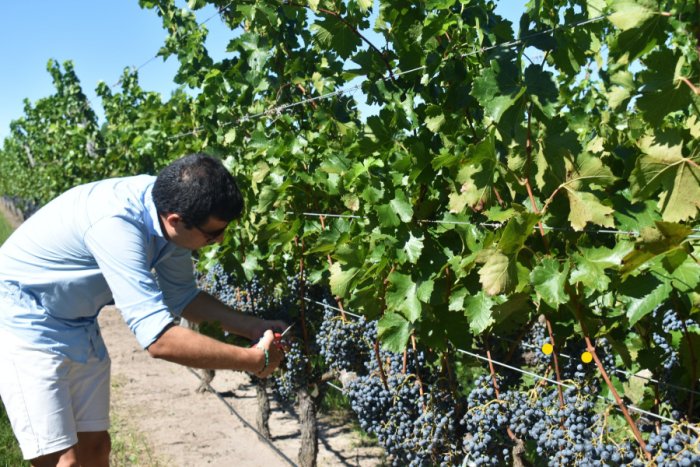 Marselan es una de las variadedas que cultivan en suelo entrerriano.
