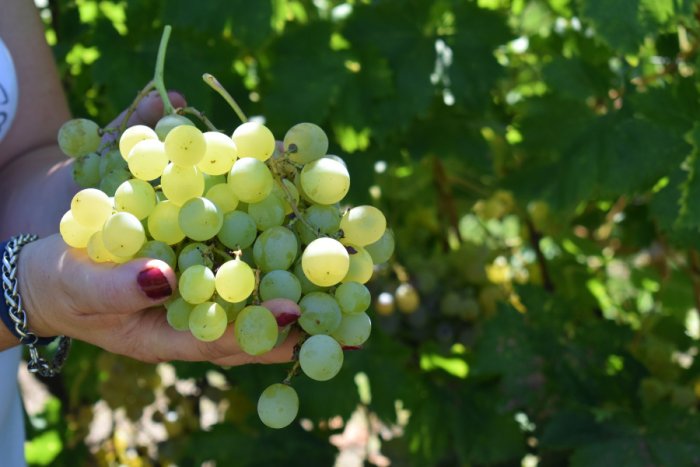 La uva blanca es utilizada tanto para vinos como para degustaci&oacute;n en mesa (foto: EER).