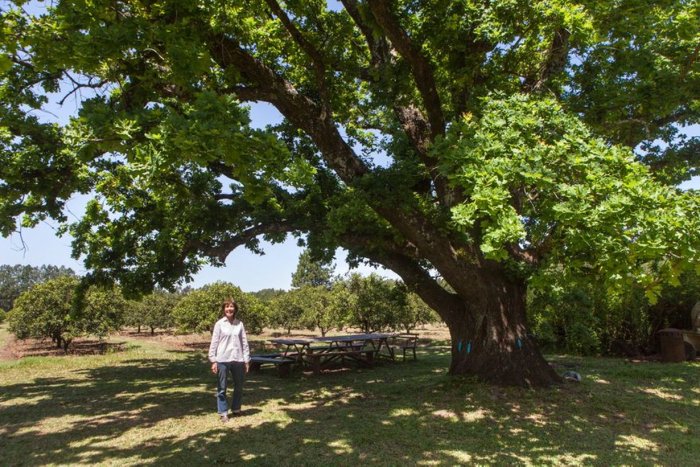 El roble de inmenso porte que conquist&oacute; a Graciela Taylor tiene unos 200 a&ntilde;os (Foto: Xavier Martin).