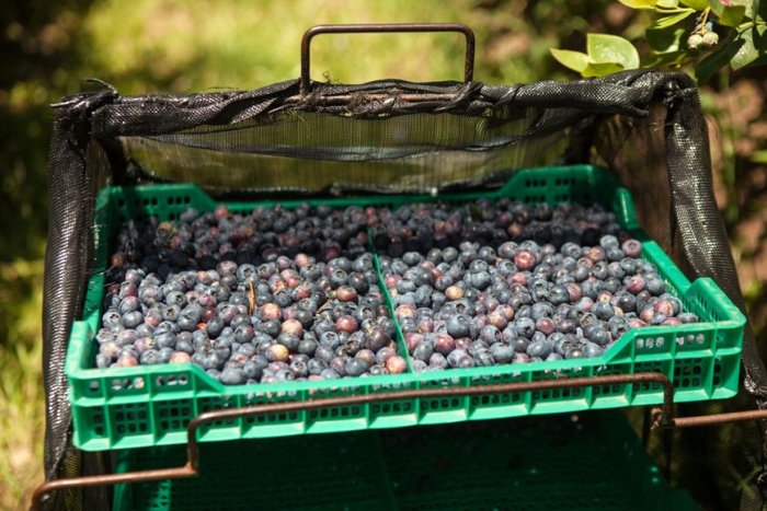Ar&aacute;ndanos y boysenberries se cosechan de octubre a diciembre (Foto: Xavier Martin).