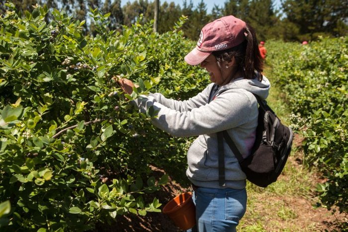 En El Viejo Roble, los turistas son invitados a cosechar sus propias frutas (Foto: Xavier Martin).