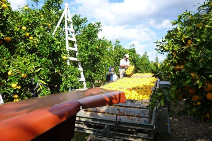 Cosecha de naranjas en El Viejo Roble (Gentei).