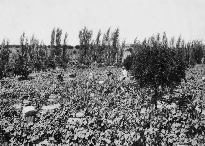Antiguos vi&ntilde;edos