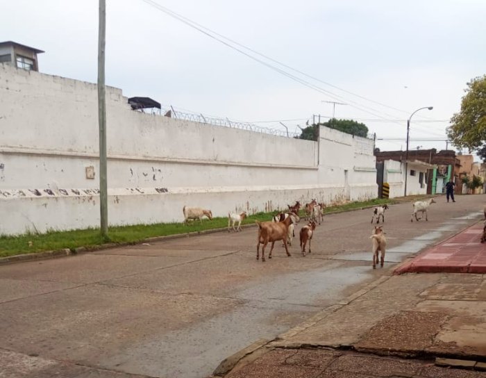 All&iacute; se pueden ver a los animales, junto a la UP3, y con un polic&iacute;a en la esquina cortando el tr&aacute;nsito.