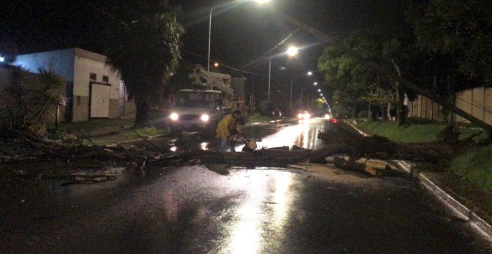 Bomberos y personal municipal, junto a trabajadores de la Cooperativa El&eacute;ctrica, retiraron el &aacute;rbol.