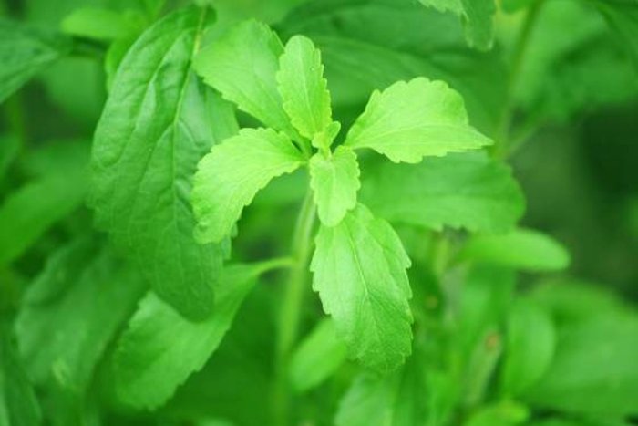 Una planta de estevia, un edulcorante muy extendido en la actualidad (PIXABAY).
