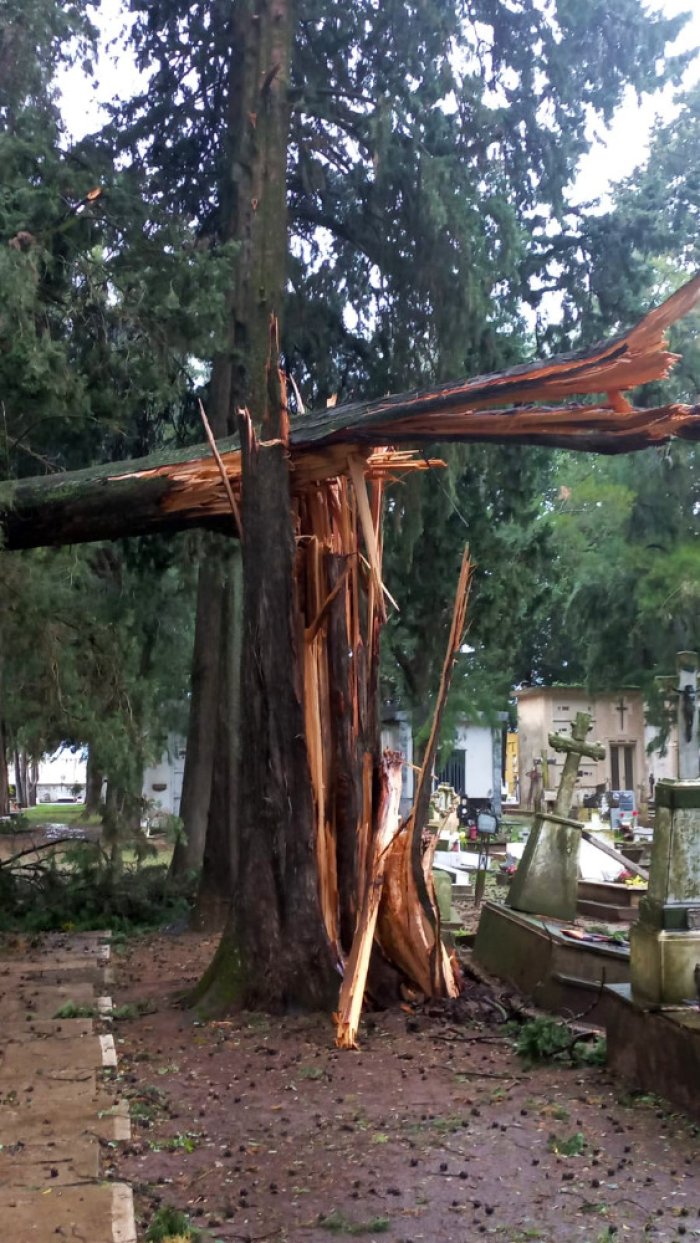 Ese &aacute;rbol qued&oacute; destruido en pleno cementerio colonense.