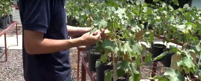 El banco de germoplasma de plantas c&iacute;tricas est&aacute; ubicado en la Estaci&oacute;n Experimental de INTA Concordia.