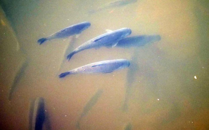 S&aacute;balos en el r&iacute;o (foto de Gustavo Fernando Dur&aacute;n para iNaturalist).
