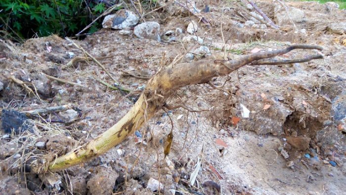 La flora lindante al arroyo Duraznal, afectada por el trabajo del hombre.