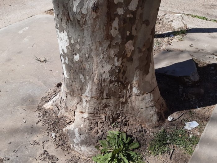 Intentaron cortar un pl&aacute;tano, eso preocupa al Consejo Asesor