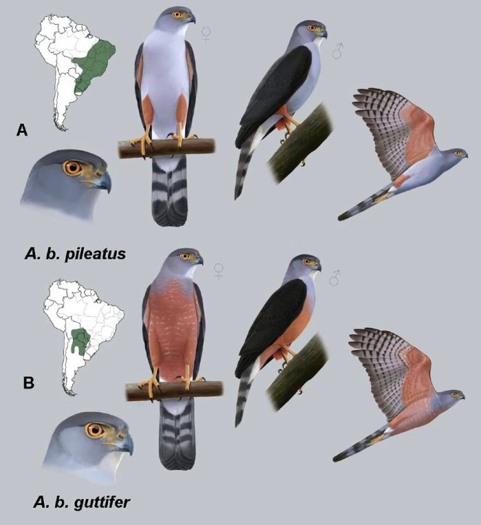 Las dos subespecies de gavil&aacute;n bicolor de Uruguay. Ilustraci&oacute;n: Frederick Pallinger.