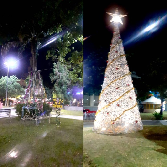 De un lado, el &aacute;rbol de la conciencia, del otro, el que instal&oacute; la Municipalidad frente a la Catedral