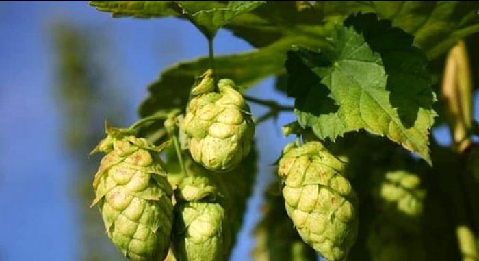 El l&uacute;pulo es clave para el sabor, aroma y amargor de una cerveza artesanal.