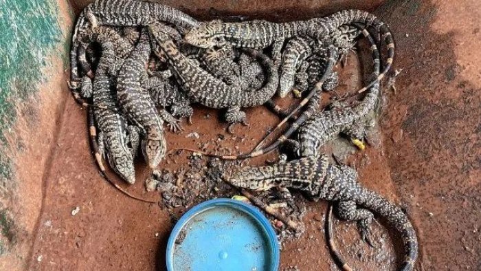 Iguanas fue una de las especies encontradas en los allanamientos.