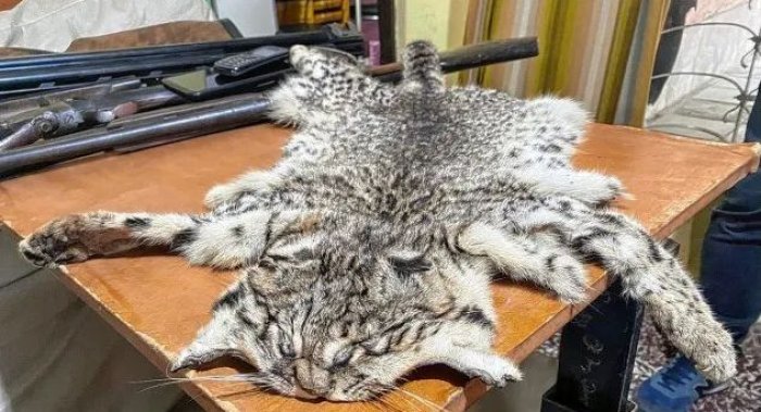 Personal policial tambi&eacute;n encontr&oacute; pieles de felinos.
