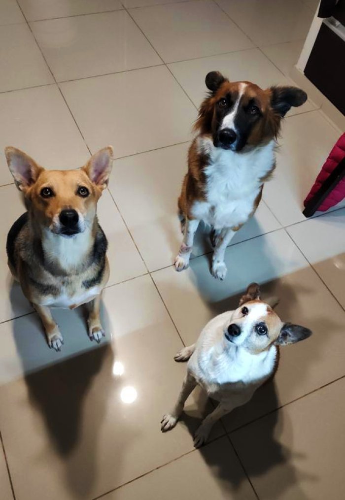 Sus mascotas. "Los perros son mi debilidad", afirm&oacute; la autora del libro.