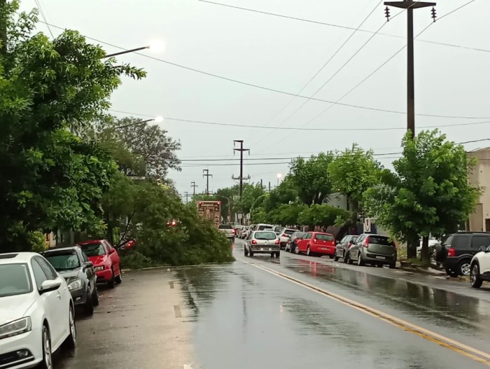 Un &aacute;rbol cay&oacute; en el carril de circulaci&oacute;n de oeste a este por Presidente Illia.