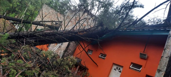 Parte de la construcci&oacute;n del predio termal, da&ntilde;ado por un &aacute;rbol a&ntilde;ejo.
