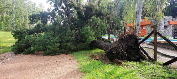 En el per&iacute;metro tambi&eacute;n cayeron &aacute;rboles.