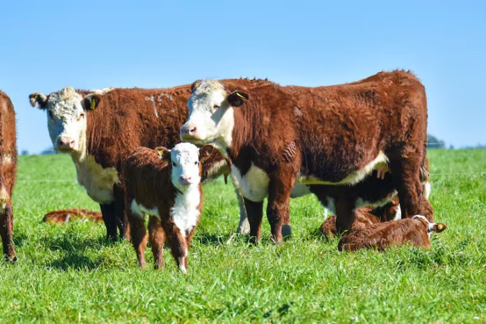 En campos de monte de Federal y La Paz, combinados con una peque&ntilde;a superficie de verdeos de invierno para el servicio, se producen 65-70 kilos de ternero por hect&aacute;rea.