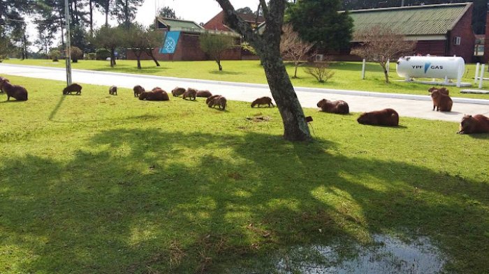 Est&aacute; ubicada en un entorno natural: los carpinchos custodian el edificio.
