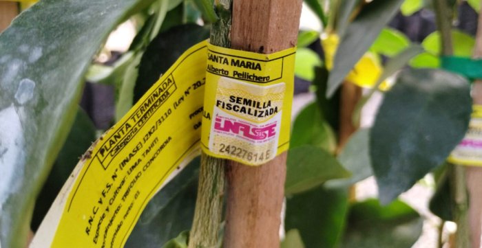 La certificaci&oacute;n de la planta proveniente de La Criolla, Departamento Concordia.