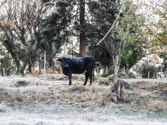 El ganado enfrenta mejor el fr&iacute;o que el estr&eacute;s cal&oacute;rico del verano, dijo un especialista (foto: Karina Guich&oacute;n).