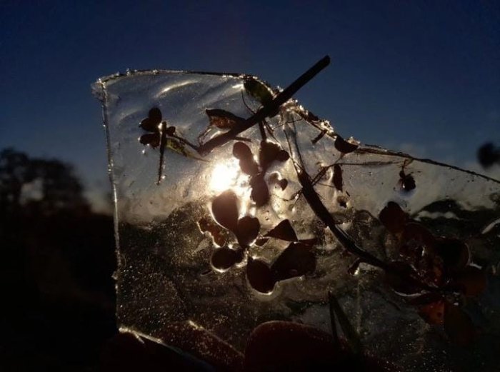 Las plantas, congeladas tras una noche fr&iacute;a
