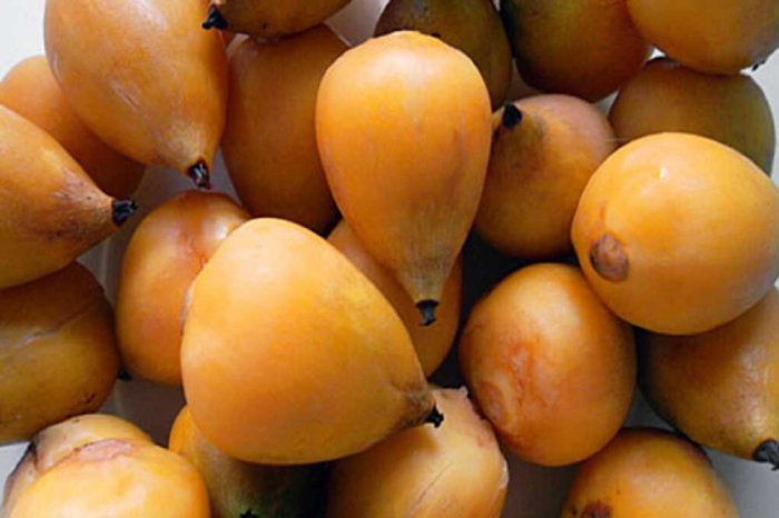 El fruto de la palmera yatay est&aacute; presente en Col&oacute;n, Concordia, Villaguay y Paran&aacute;, entre otras.